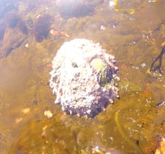 Scutellastra tabularis