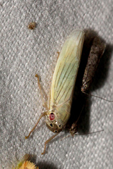 Cofana spectra