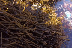 Bifurcariopsis capensis