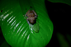 Pristimantis pardalis