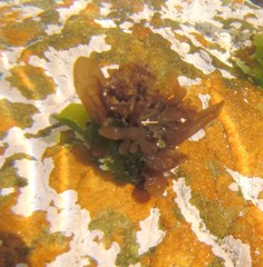 Rhodymenia obtusa