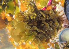 Exallosorus harveyanus