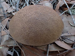 Tylopilus brunneus