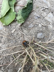 Coccinella septempunctata