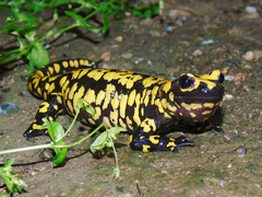 Near-Eastern Fire Salamander photo 4