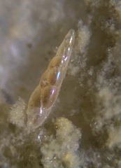 Eubuliminella exilis