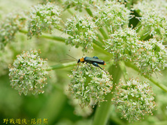 Oedemera testaceithorax