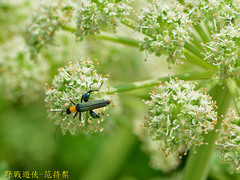 Oedemera testaceithorax