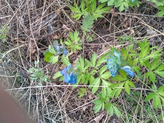 Corydalis turtschaninovii