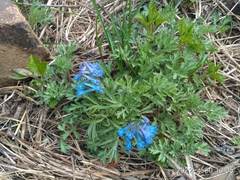 Corydalis turtschaninovii