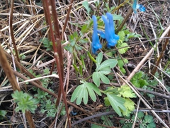 Corydalis turtschaninovii