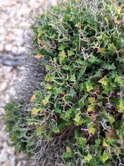 Launaea cervicornis