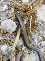 Ablepharus rueppellii