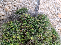 Launaea cervicornis