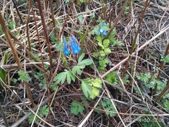 Corydalis turtschaninovii