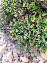 Launaea cervicornis
