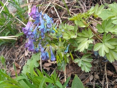 Corydalis turtschaninovii