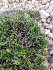 Launaea cervicornis