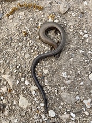 Ablepharus rueppellii