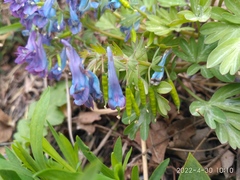Corydalis turtschaninovii