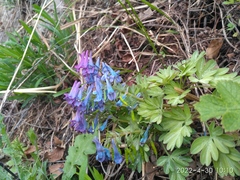 Corydalis turtschaninovii