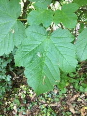 Acer opalus