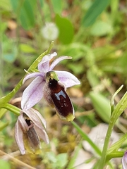 Ophrys lunulata