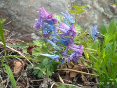 Corydalis turtschaninovii