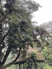 Chamaecyparis formosensis