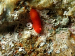 Vayssierea cinnabarea