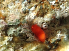 Vayssierea cinnabarea