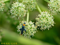 Oedemera testaceithorax