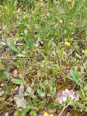 Ophrys lunulata