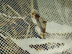 Xanthorhoe spadicearia