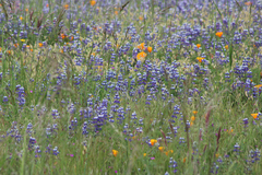 Eschscholzia californica californica