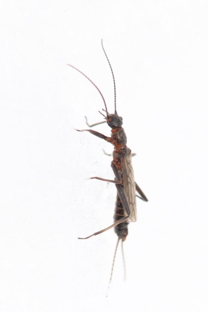 Indiana Snowfly
