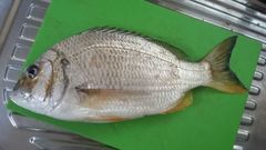 Acanthopagrus morrisonae