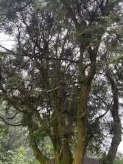 Chamaecyparis formosensis