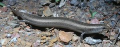 Chalcides bedriagai