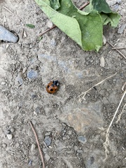 Coccinella septempunctata