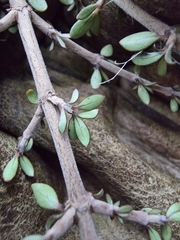 Coprosma dumosa