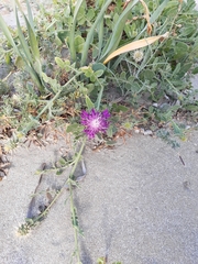 Centaurea sphaerocephala