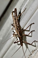 Anisomorpha ferruginea