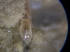 Eubuliminella exilis