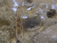 Eubuliminella exilis