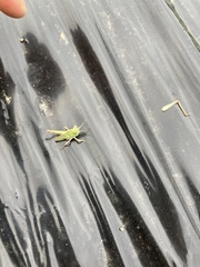 Locusta migratoria