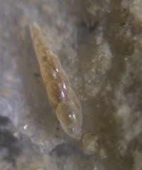 Eubuliminella exilis