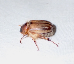 Phobetus comatus