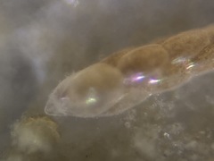 Eubuliminella exilis