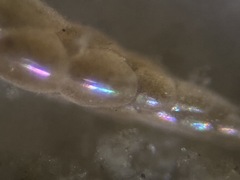 Eubuliminella exilis